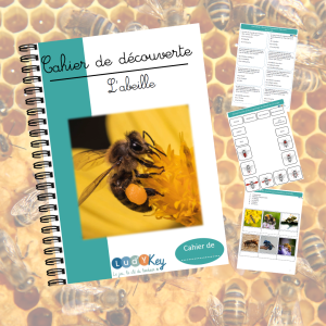 Cahier de découverte sur les abeilles
