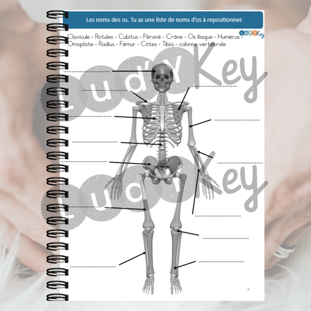 Cahier d'activités : le corps humain 6-8 ans – Image 2