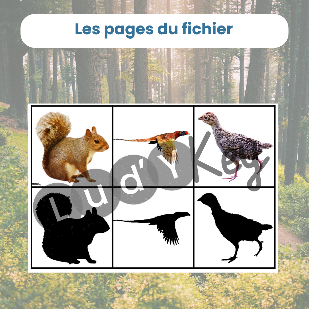 Jeu des ombres animaux de la forêt – Image 4