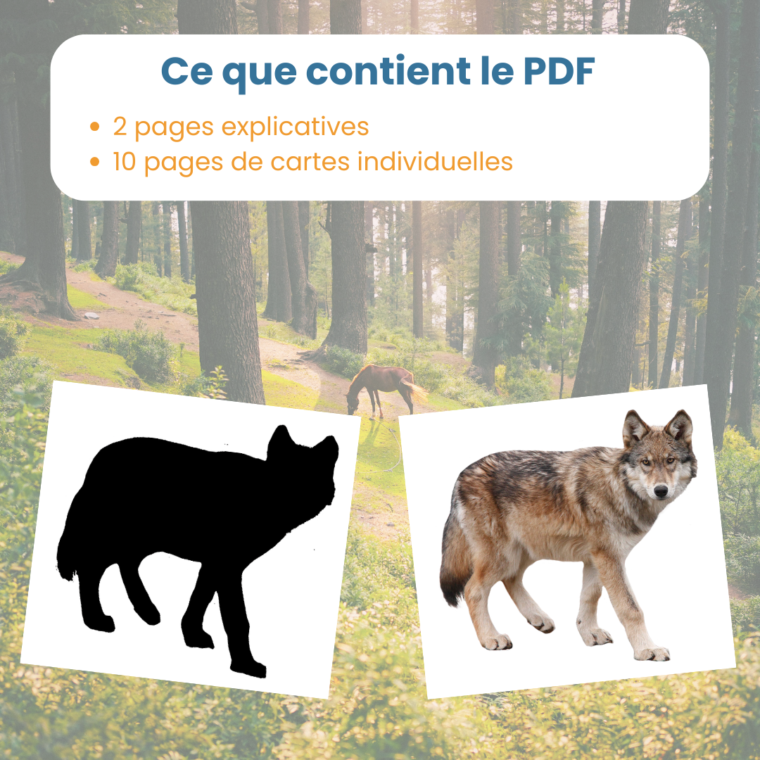 Jeu des ombres animaux de la forêt – Image 6