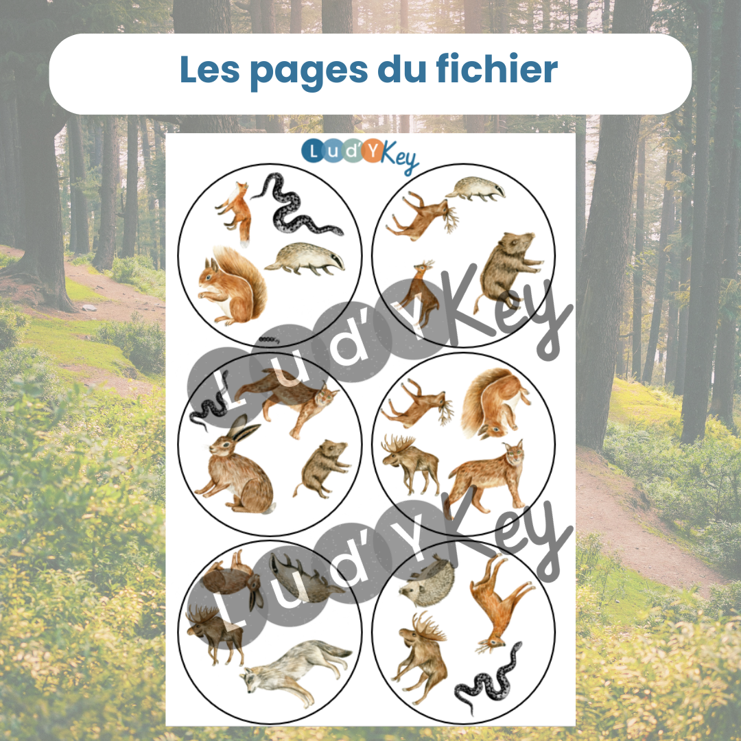 Jeu d’observation animaux de la forêt – Symboles – Image 2