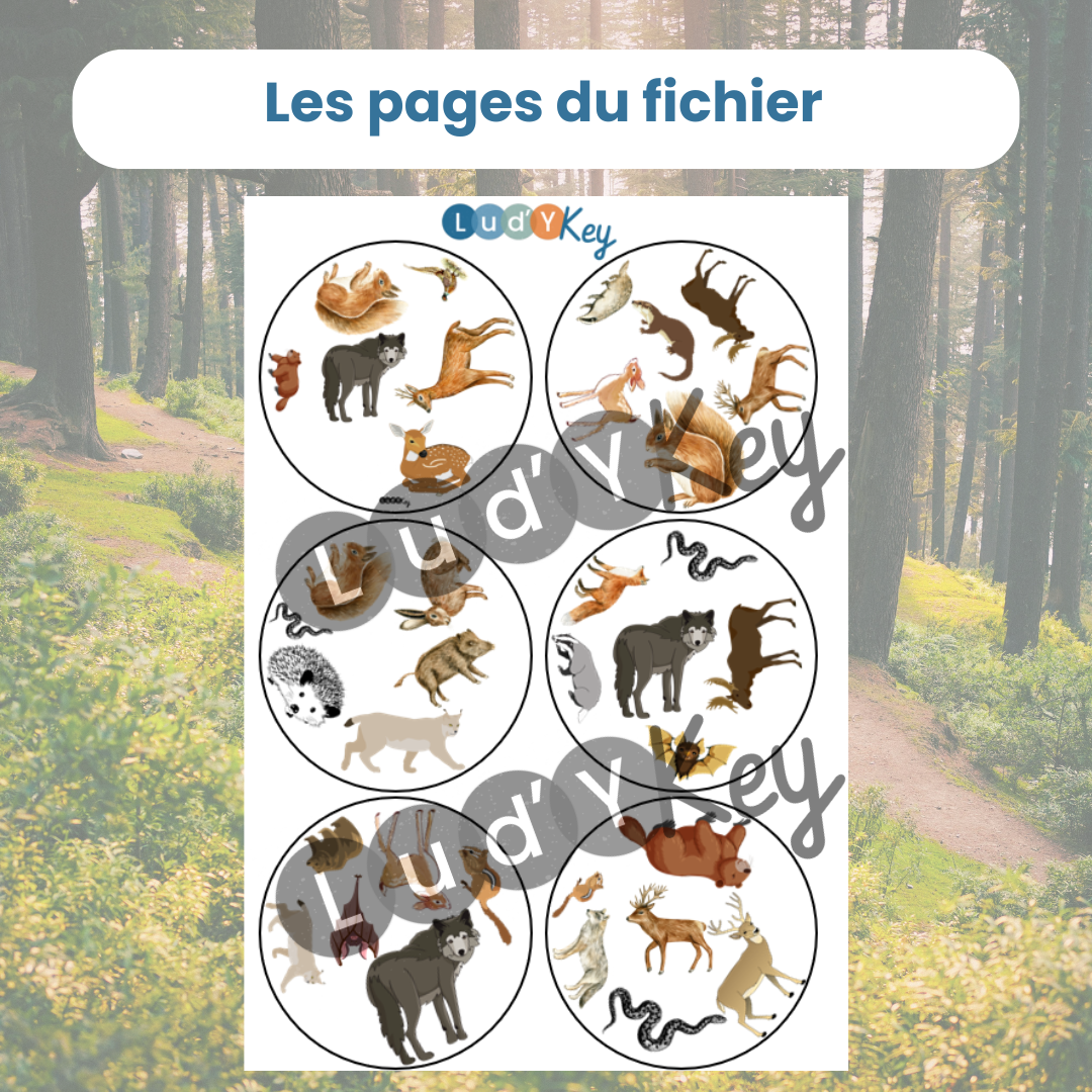 Jeu d’observation animaux de la forêt – Symboles – Image 3