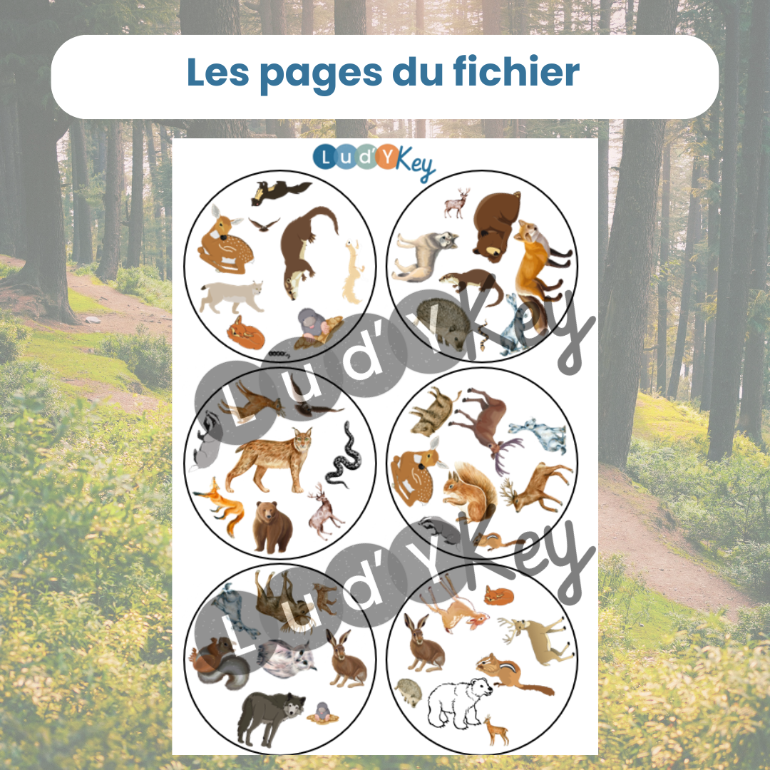 Jeu d’observation animaux de la forêt – Symboles – Image 4