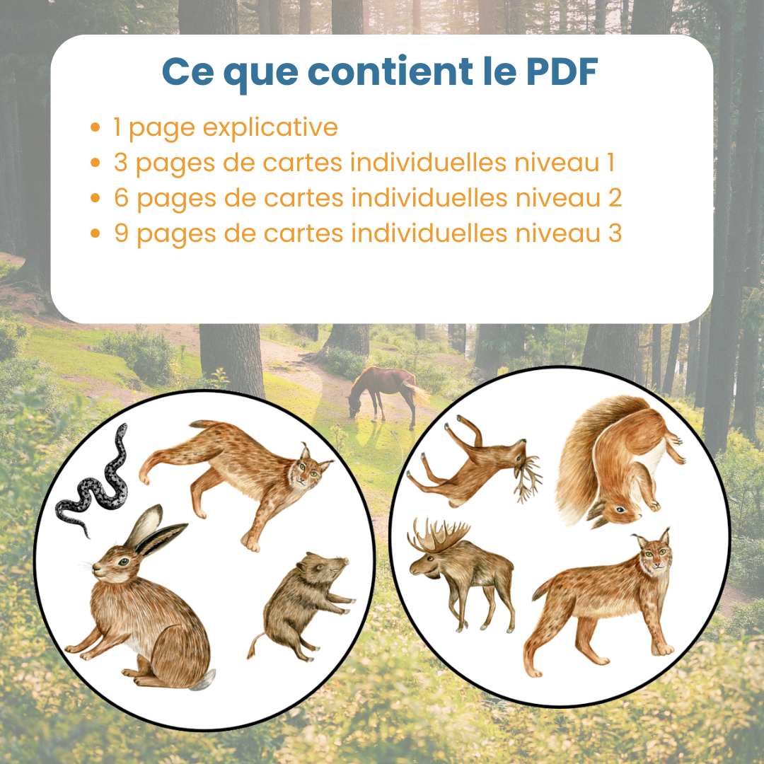 Jeu d’observation animaux de la forêt – Symboles – Image 6