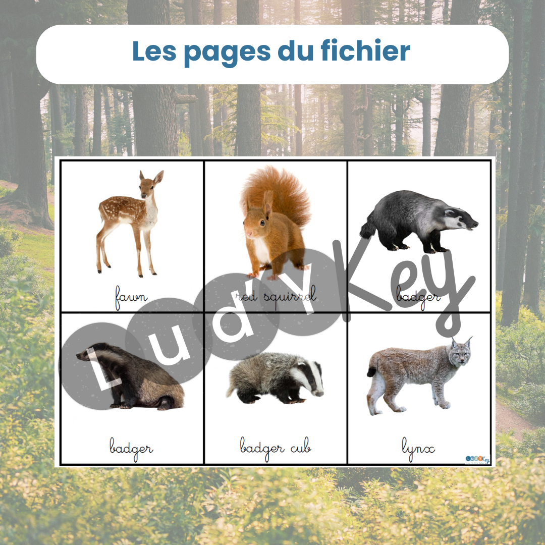 Jeu des paires français-anglais forêt – Image 2