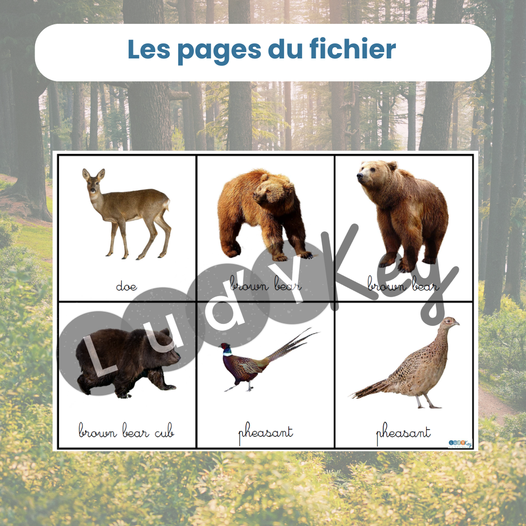 Jeu des paires français-anglais forêt – Image 4