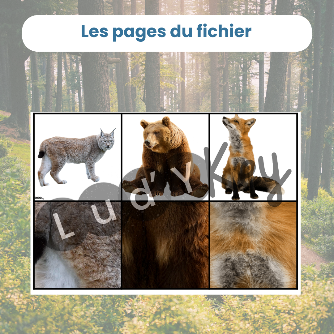 Jeu du zoom des animaux de la forêt – Image 2