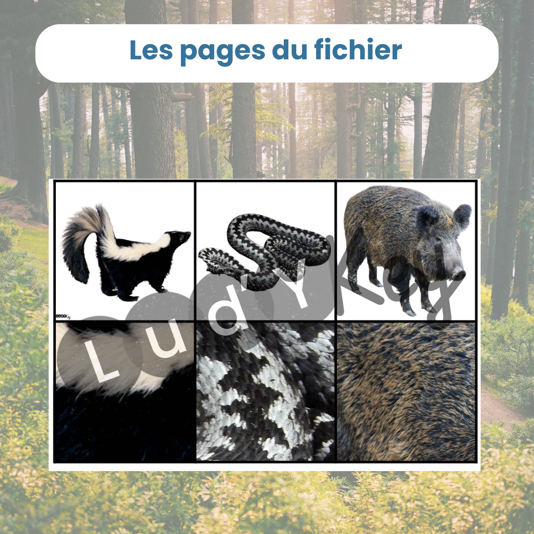 Jeu du zoom des animaux de la forêt – Image 3