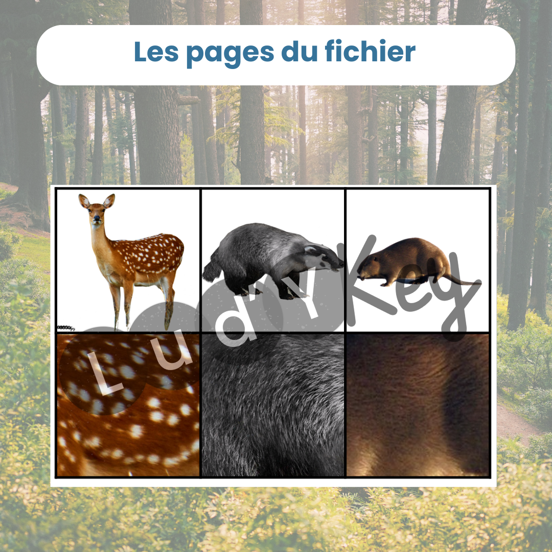 Jeu du zoom des animaux de la forêt – Image 4