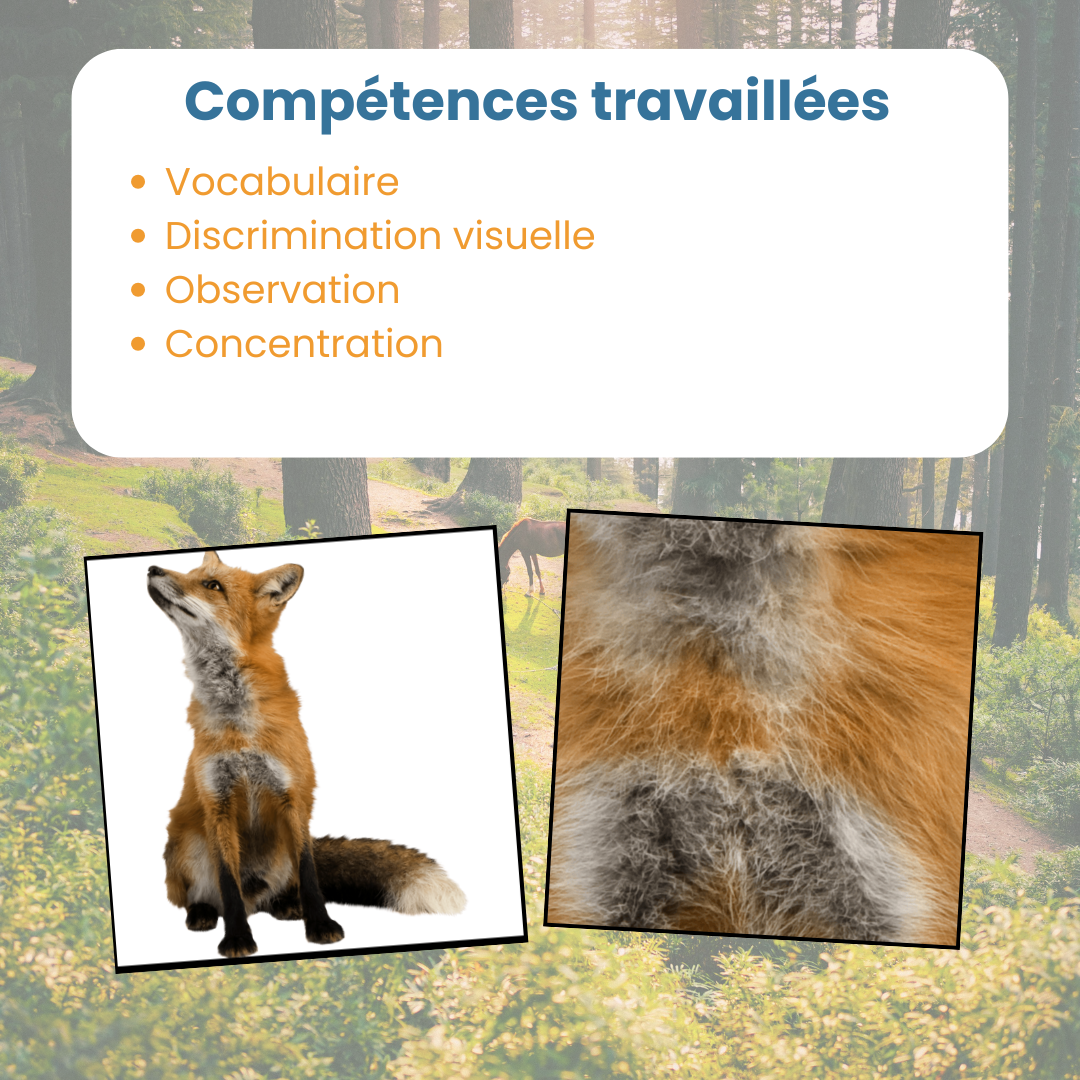 Jeu du zoom des animaux de la forêt – Image 5