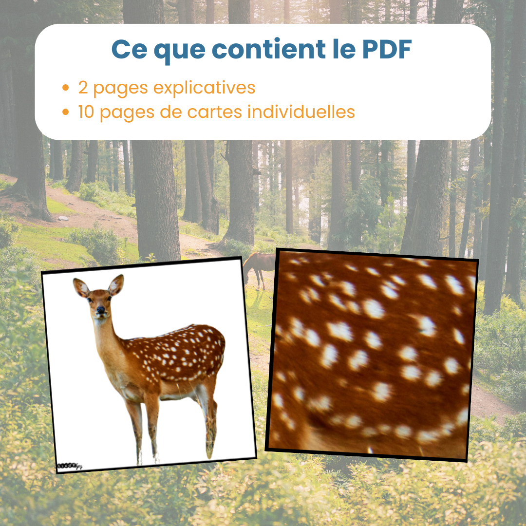Jeu du zoom des animaux de la forêt – Image 6