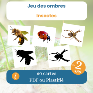 Jeu des ombres insectes