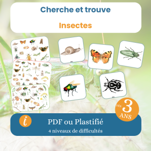 Cherche et trouve insectes