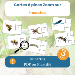 Cartes à pince insectes – Jeu zoom