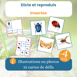Jeu dicte et reproduis insectes