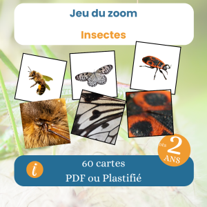 Jeu du zoom des insectes