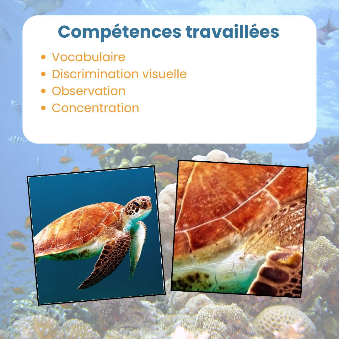 Compétences travaillées pour le jeu du zoom des animaux marins : observation et concentration