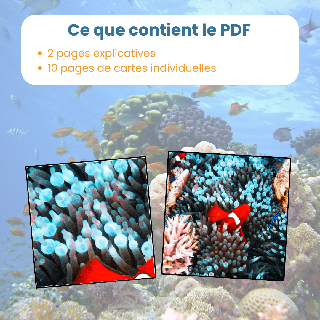 Contenu du PDF jeu du zoom des animaux marins : fiches explicatives et cartes à découper