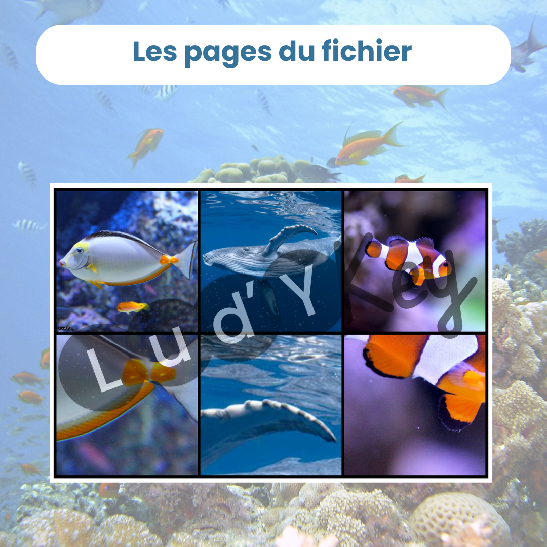cartes à découper pour le jeu de mise en paire zoom des animaux marins