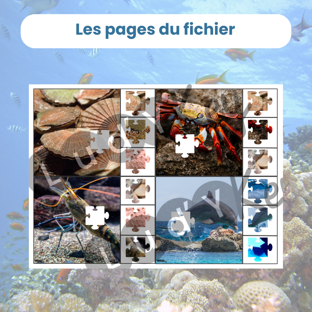 4 cartes à pince puzzle images réalistes animaux marins