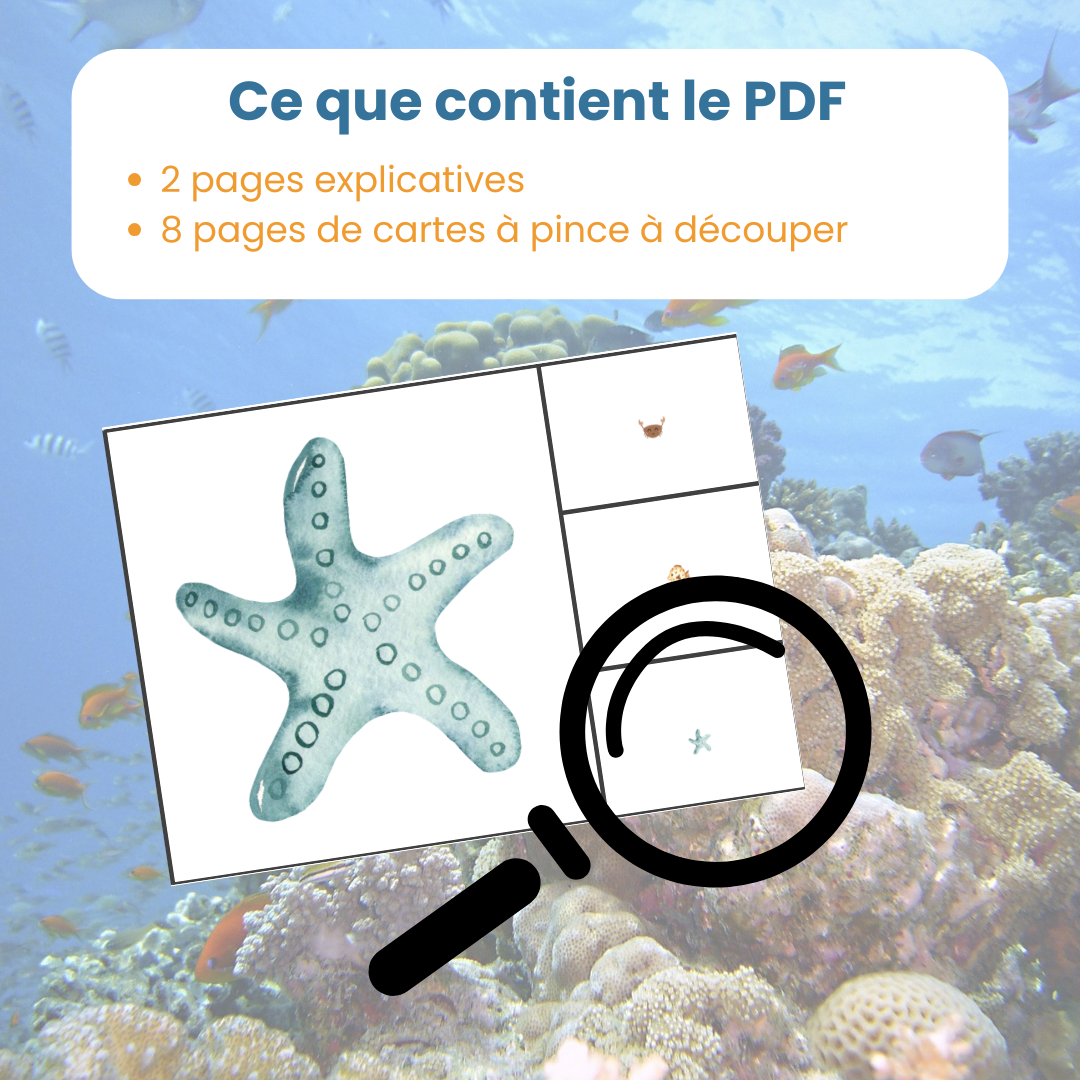 Contenu du PDF cartes à pince zoom sur les animaux marins : fiches explicatives et cartes à découper
