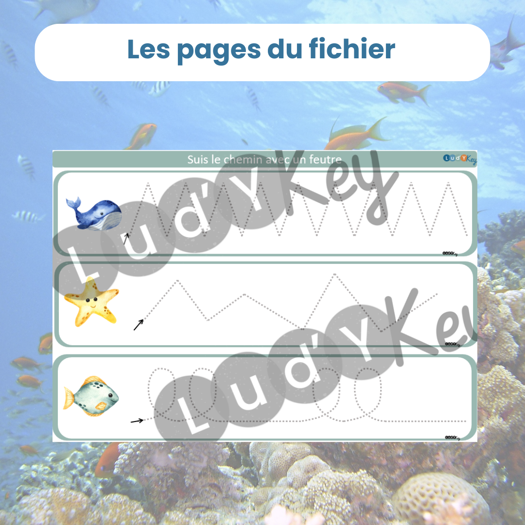 3 pistes graphiques longiligne sur le thème des animaux marins