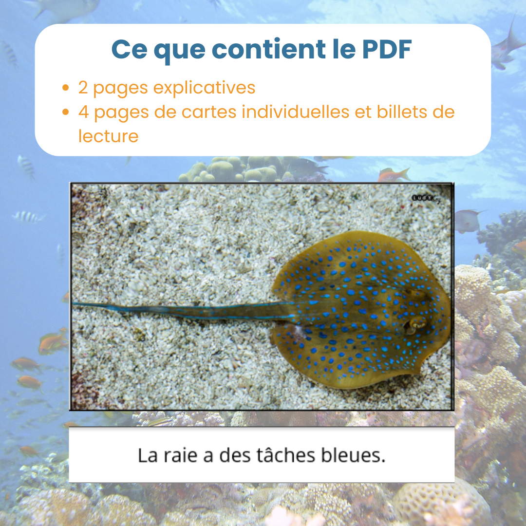 Contenu du PDF jeu de lecture animaux marins : fiches explicatives et cartes à découper