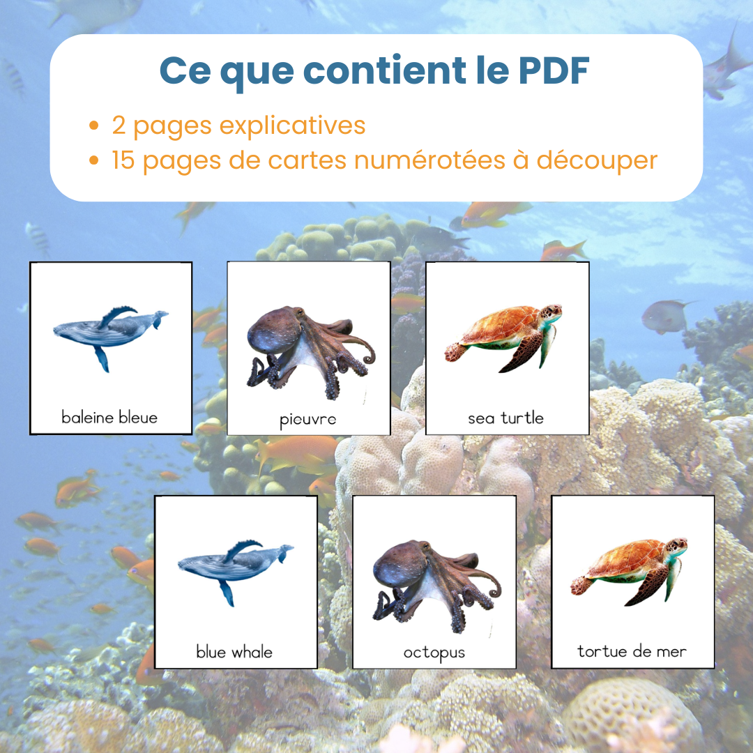 Contenu du PDF mise en paire français anglais animaux marins : fiches explicatives et cartes à découper