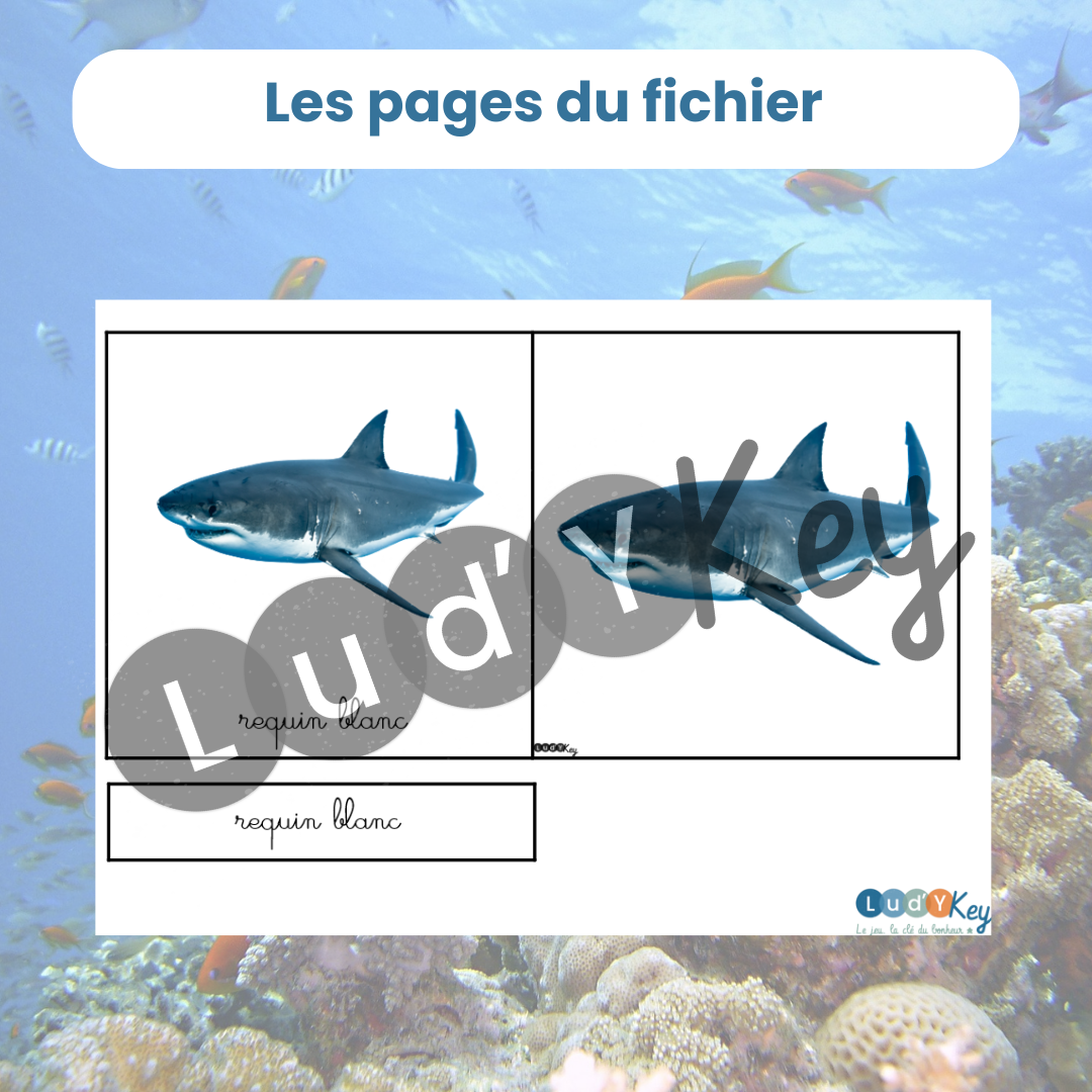 Carte de nomenclature Montessori du requin blanc écriture cursive