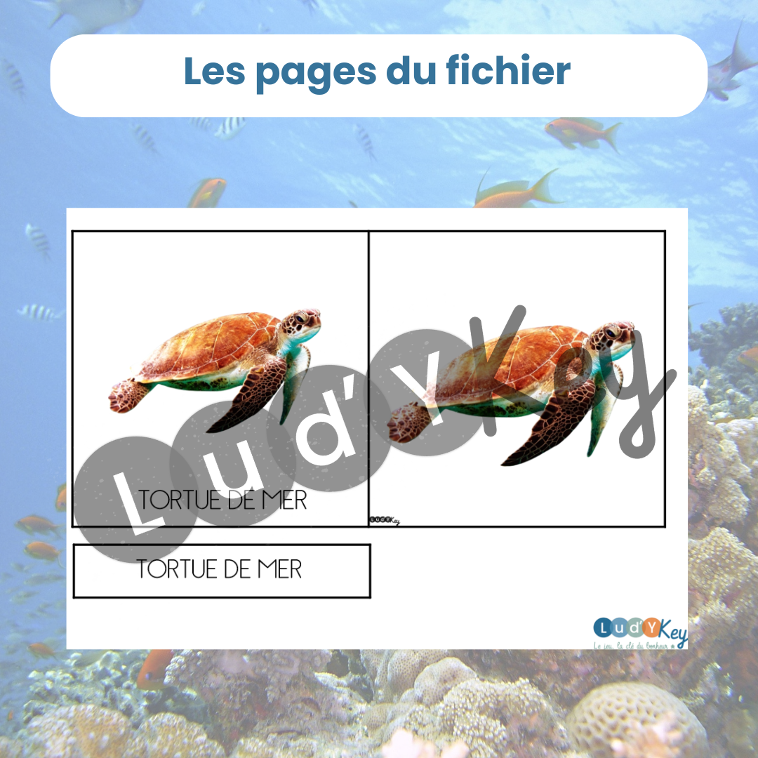 Carte de nomenclature Montessori de la tortue de mer écriture script majuscule