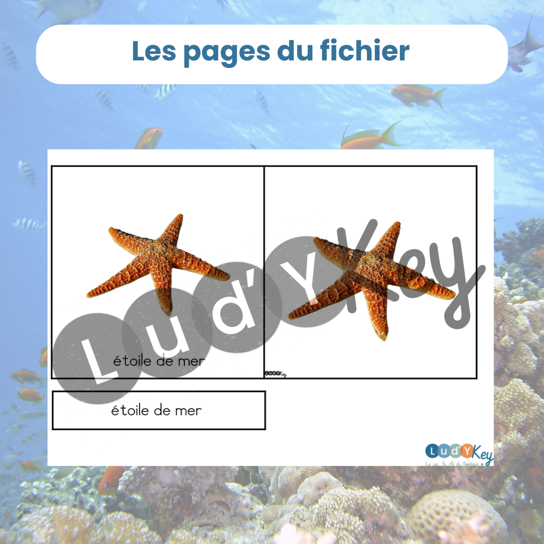 Carte de nomenclature Montessori de l'étoile de mer écriture scripte