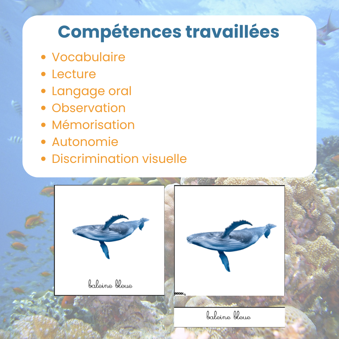 Compétences travaillées avec les cartes de nomenclature des animaux marins : lecture, vocabulaire et observation