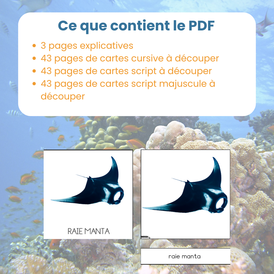 Contenu du PDF cartes de nomenclature animaux marins : fiches explicatives et 43 cartes à découper en 3 écritures différentes