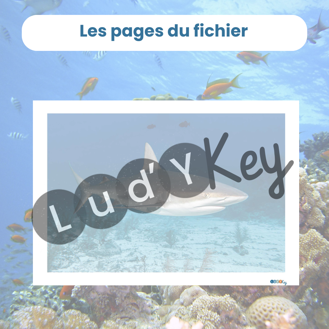 modèle en transparence de puzzles de requin