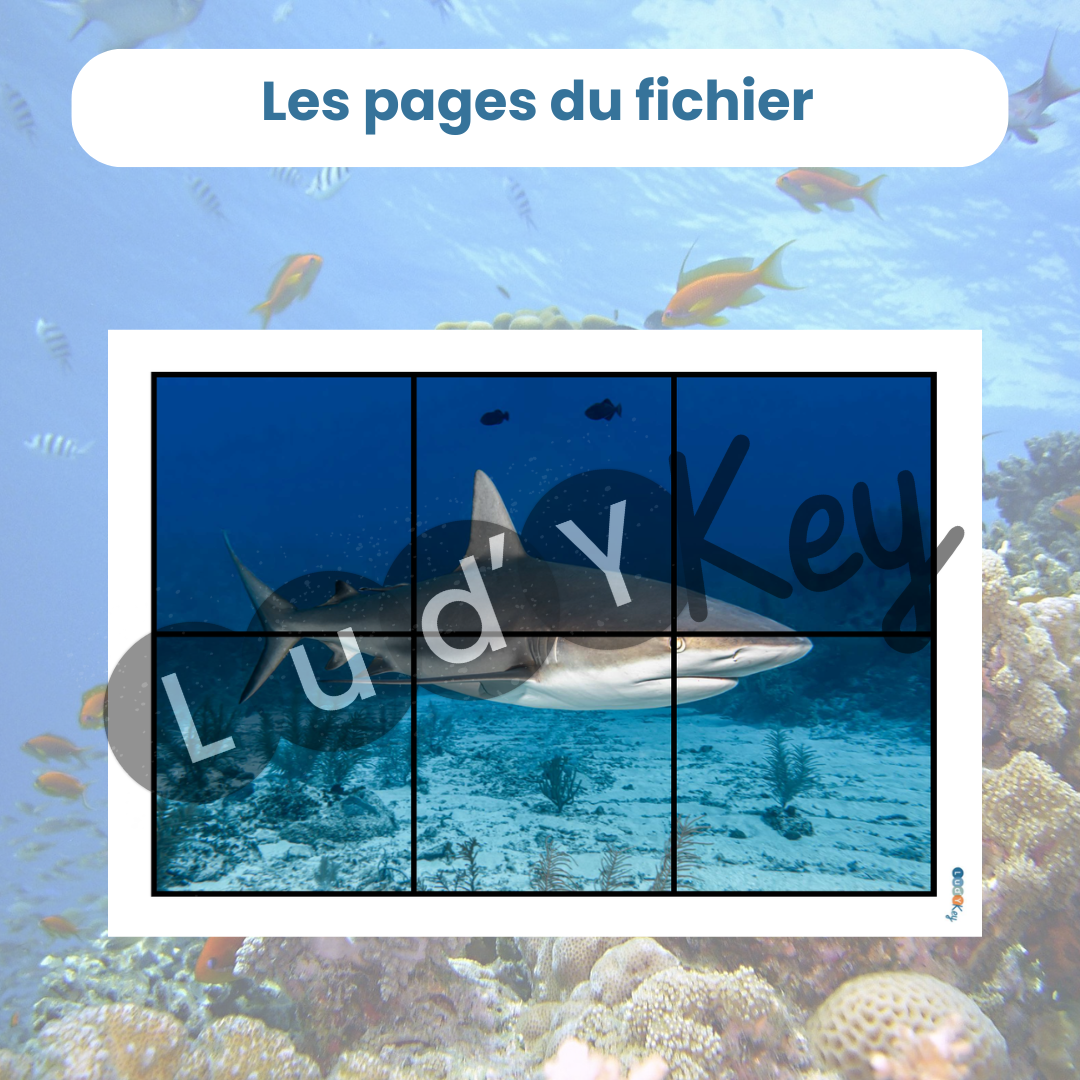 Puzzle 6 pièces de requin blanc à télécharger