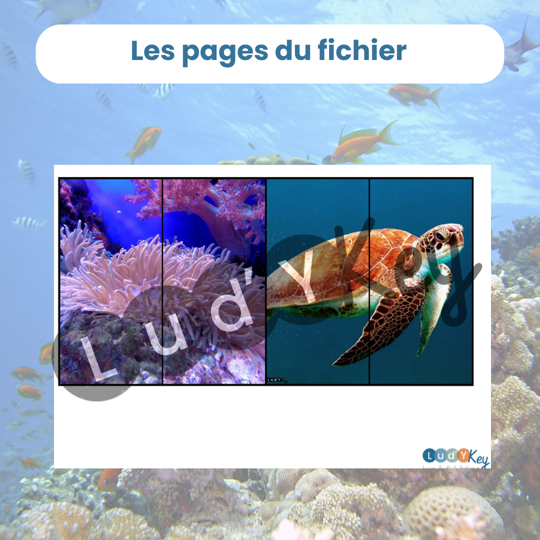 Exemple de puzzles 2 pièces photographies de tortue, animaux marins