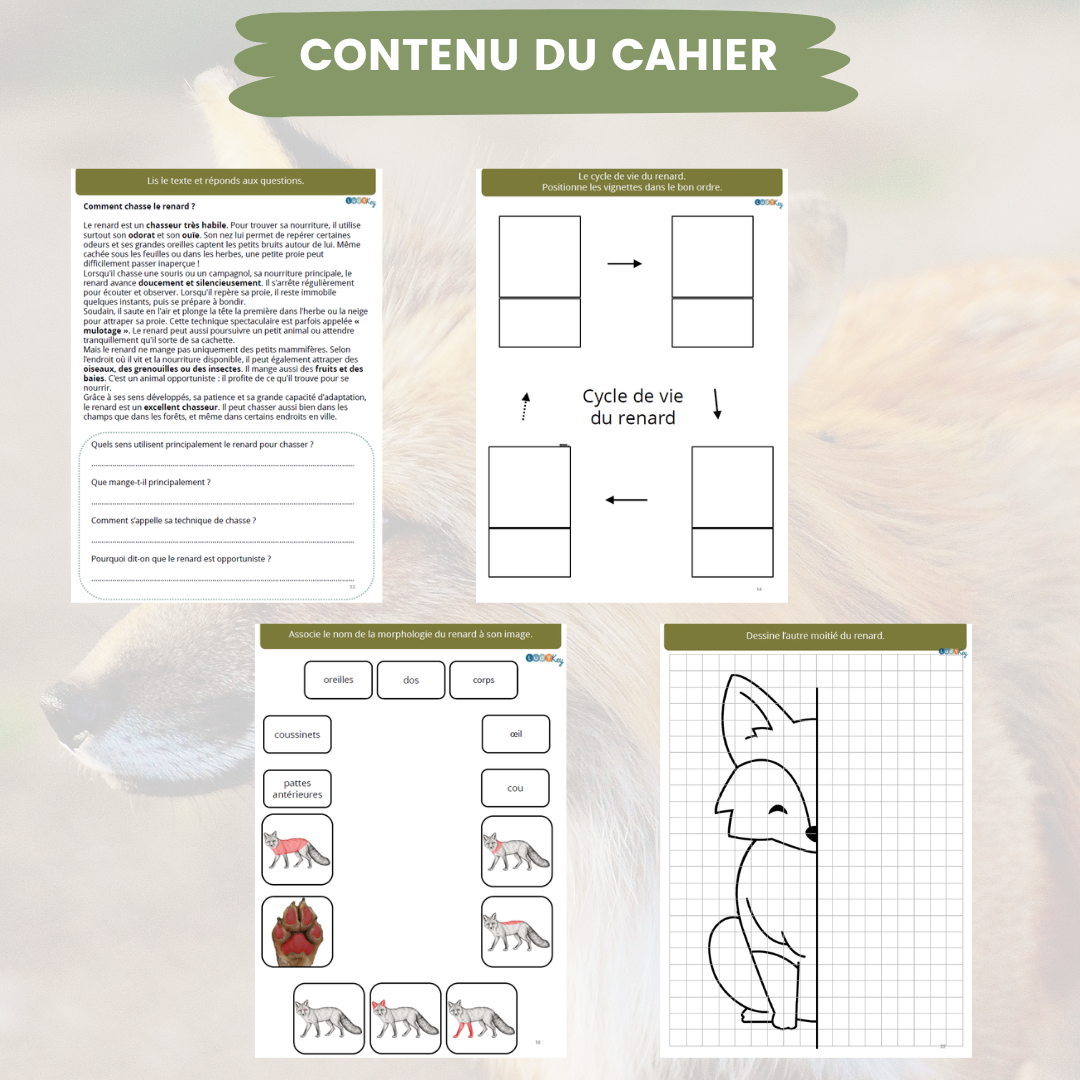 intérieur du cahier de découverte sur le renard
